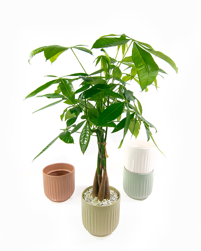 Money Tree Braided 6&...